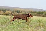 DOBERMANN 445